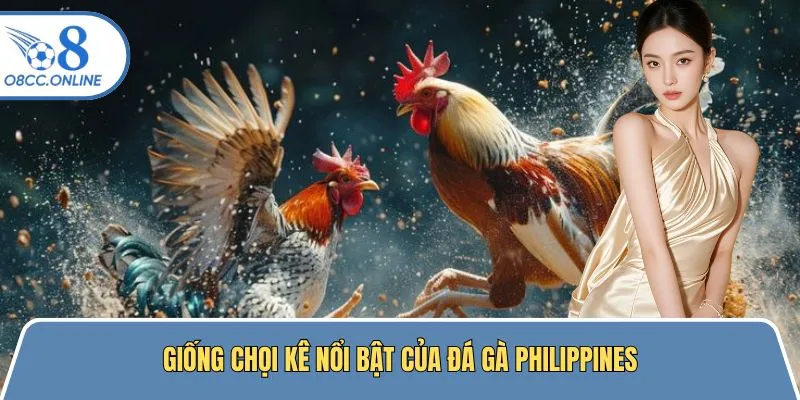 Giống chọi kê nổi bật thường tham gia đá gà Philippines